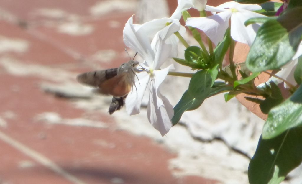 Macroglossum stellatarum